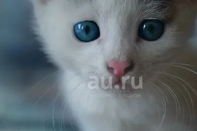 Стерилизация кошек, удаление яичников у кошки в Челябинске по низкой цене