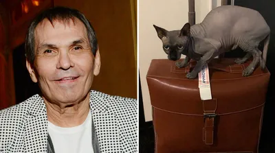 Пиар-директор Алибасова ищет сбежавшего кота продюсера, о котором тот  спрашивал, выйдя из комы