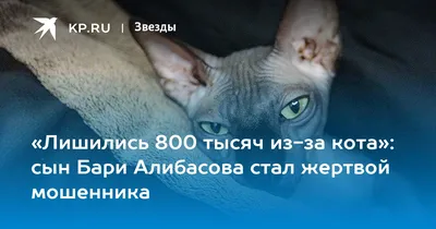 Найденный кот Алибасова заработал сотни тысяч долларов за два дня