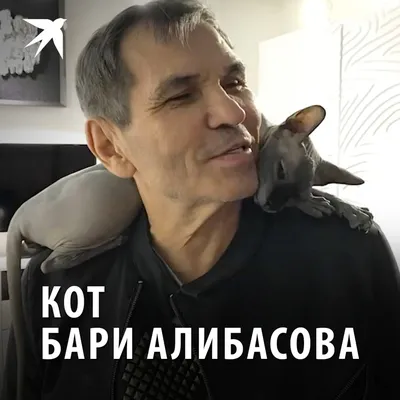 NEWSru.com :: Бари Алибасова, обещавшего за сбежавшего кота 800 тыс.,  обманули - подсунули чужого сфинкса ради наживы. Мошенника ищут, кота тоже