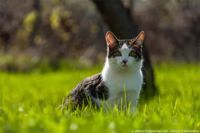 Сиамский кот Барсик ищет хозяина: Бесплатно - Кошки Кокшетау на Olx