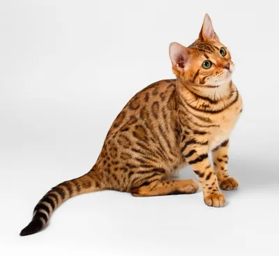 Бенгальская кошка. Описание породы, характер, фото, бенгальские котята.