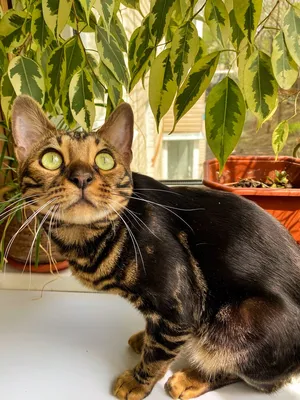Бенгальская кошка (бенгал) (Породы кошек) Энциклопедия о животных EGIDA.BY