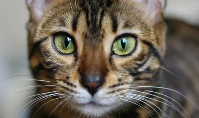Бенгальский кот, бенгальская кошка, бенгал: 470 $ - Кошки Киев на Olx