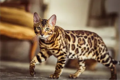 Маленький леопард -- бенгальский кот🐾 | Cat's Paws | Дзен