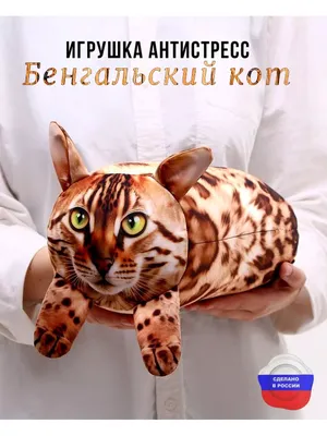 Бенгальские котята - Tallinn - Животные, Кошки купить и продать – okidoki