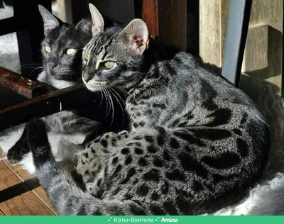 Характер кошек бенгальской породы