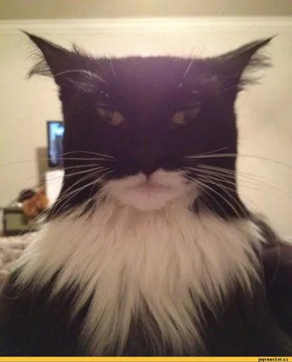 betman :: кот :: песочница :: Batman :: Batman. catman :: удалённое :: The  Dark Knight Trilogy :: DC Comics :: фэндомы :: batman begins - JoyReactor