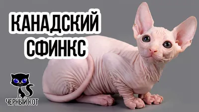 Сфинксы: кошки без шерсти с особенностями ухода» — создано в Шедевруме