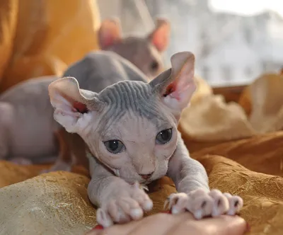 Лысые кошки породы сфинкс: фото, описание голых котов без шерсти, цены на  котят
