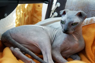 Интересные факты о лысых кошках: всё, что вы хотели знать о кошках и  котятах породы сфинкс