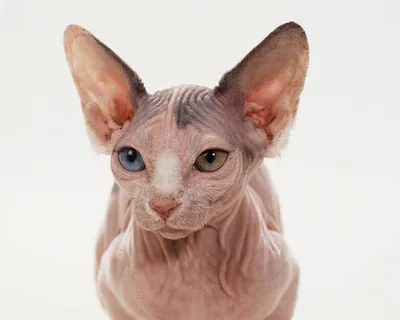 Даже сфинксам не нравятся сфинксы\": кот без шерсти впервые увидел себя в  зеркале – видео
