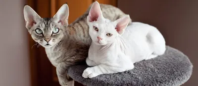 Сфинксы: загадочные и обаятельные кошки без шерсти | Животные в Фокусе |  Дзен