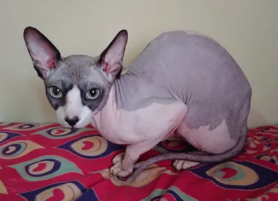Сфинкс (порода кошек) — Википедия