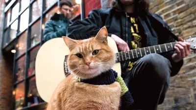 Умер легендарный кот Боб — звезда YouTube, про которого писали книги и  снимали кино