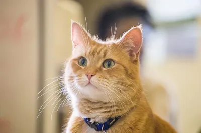 В лондонском районе Ислингтон установили памятник уличному коту по кличке  Боб, который прославился на весь мир благодаря одноименным книге и фильму.  » Кошка Ветра