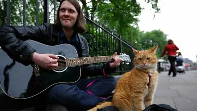 Фильм «Уличный кот по кличке Боб» / A Street Cat Named Bob (2016) —  трейлеры, дата выхода | КГ-Портал