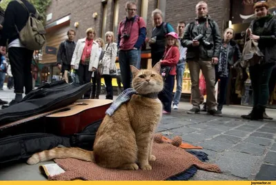UK in Russia - В Лондоне появилась статуя знаменитого кота... | Facebook