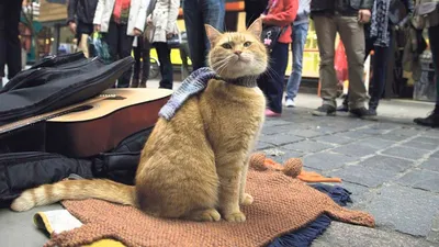 В Великобритании умер известный уличный кот по кличке Боб. Он был героем  книг и одного фильма - Афиша Daily