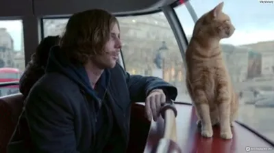 Май Боб Кот, главный герой в фильме уличный кот по имени Боб, Будьте  счастливы, когда он вернется на Meow Planet ~ - 2023 Sinogene Pet Cloning.