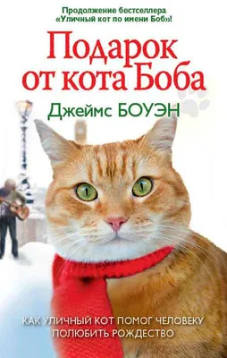 Пикси боб: фото, характер, описание кошек породы пиксибоб | Блог  зоомагазина Zootovary.com