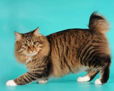 Американский бобтейл: все о кошке, фото, описание породы, характер, цена