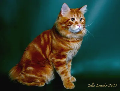 Американский бобтейл: фото, характер, описание кошек породы американский  бобтейл | Блог зоомагазина Zootovary.com