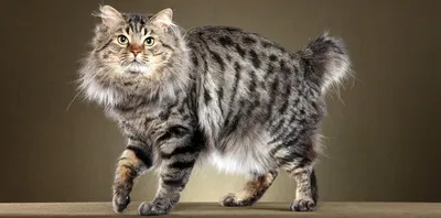 Курильский бобтейл кошка: описание, характер, фото, цена