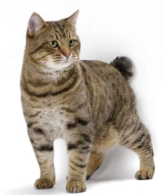 Японский бобтейл: фото, характер, описание кошек породы японский бобтейл |  Блог зоомагазина Zootovary.com