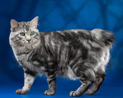 ✓ Курильский бобтейл – удивительная кошка с пушистым помпоном вместо хвоста  - YouTube