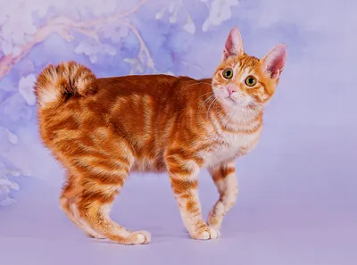 Японский бобтейл описание и стандарты породы кошек, уход за питомцем,  питомники, цена котенка
