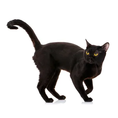 Бомбей: фото, характер, описание породы бомбейской кошки | Блог зоомагазина  Zootovary.com