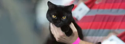 Бомбейский кот Бирманский кот Корат Черный кот, Witch Cat, млекопитающее,  кошка, как млекопитающее png | Klipartz
