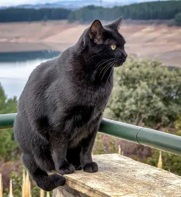 Бомбейская кошка: описание породы, происхождение, характер и уход |  AnimalPaw.ru