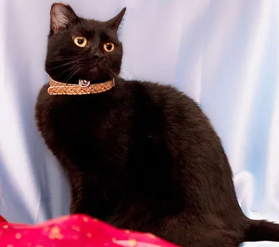Бомбейская кошка: описание породы, характер, фото и цена | kotodom.ru