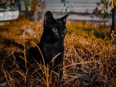Бомбейская кошка: фото, описание породы, характер, уход
