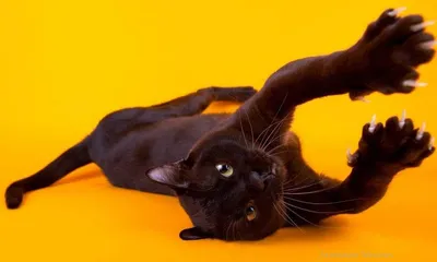 Купить бомбейскую кошку, цены, фото, стоимость черного кота породы бомбей |  Кошки - кто они?