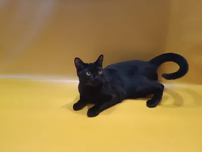 Черный кот породы Бомбей стоковое изображение. изображение насчитывающей  шерсть - 138754455