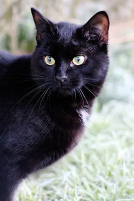 Американский Кот Бомбей — стоковые фотографии и другие картинки Домашняя  кошка - Домашняя кошка, Мумбаи, Чёрный цвет - iStock