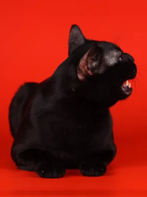 Кот породы Бомбей сидит под ёлкой …» — создано в Шедевруме