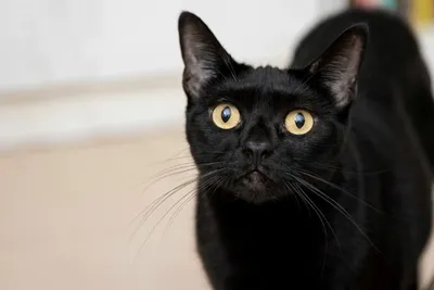Черный кот породы Бомбей стоковое фото. изображение насчитывающей темно -  138754190