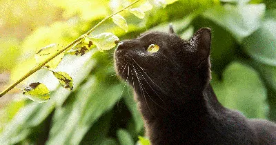 Бомбейский кот | Cat's Best | Дзен