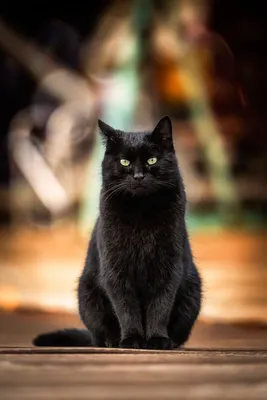 Бомбейская - описание породы кошек: характер, особенности поведения,  размер, отзывы и фото - Питомцы Mail.ru