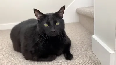 Черный кот породы Бомбей стоковое фото. изображение насчитывающей меховой -  138753924