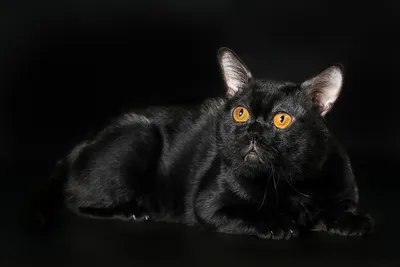 Бомбей (Бомбейская кошка) / Bombay Cat - PetsPoint.ru