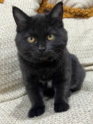 Бомбейская кошка 🐈 фото, описание породы, характер, уход, стандарты