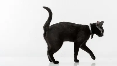 Бомбейская кошка: фото роковой красотки - Кот, пёс и я