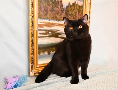 Кот британец черный фото 