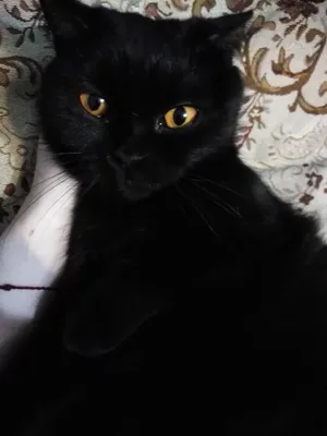 Черный британский кот,похожий на …» — создано в Шедевруме