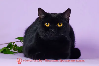 Черные британцы коты - 74 фото